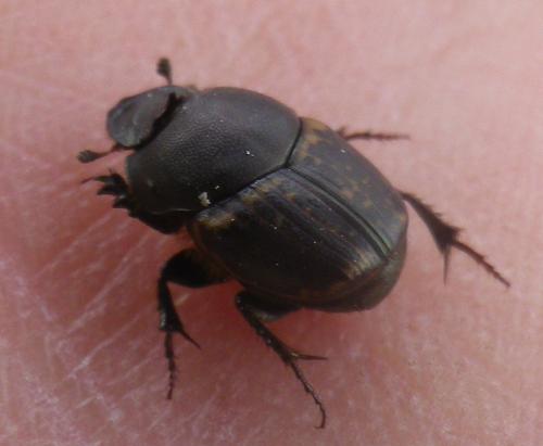 Onthophagus medius